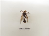 藏品(黃胸錐腹蜾蠃)的圖片